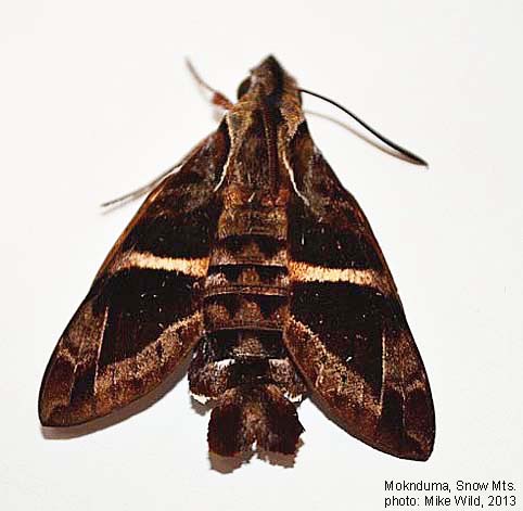 Mungda Insect Papua Insects Foundation (Lepidoptera/Sphingidae/Macroglossum stevensi)